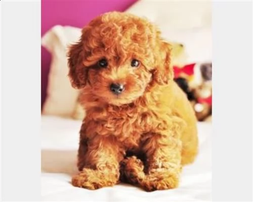  cuccioli barboncino toy maschi femmine9