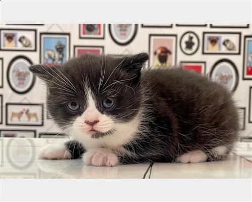  british shorthair exotic pagamento rateizzabile 1