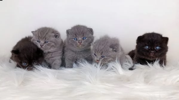  british shorthair exotic pagamento rateizzabile qw