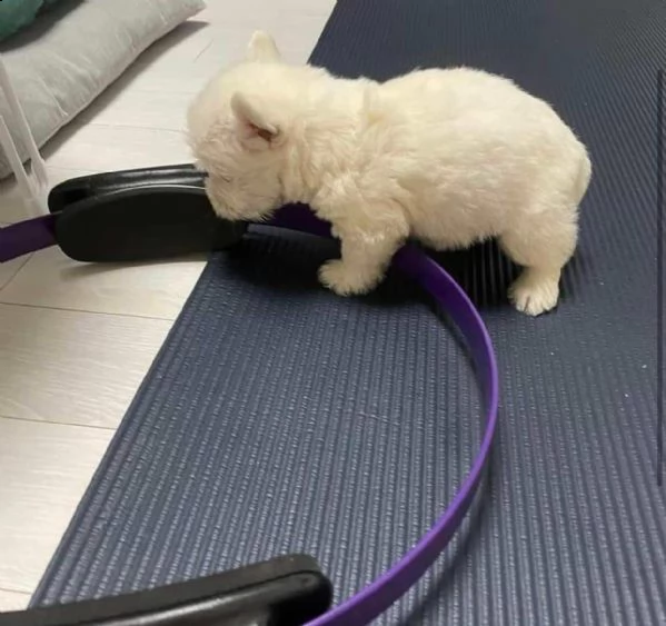 regalo cuccioli maltesi sani di 9 settimane