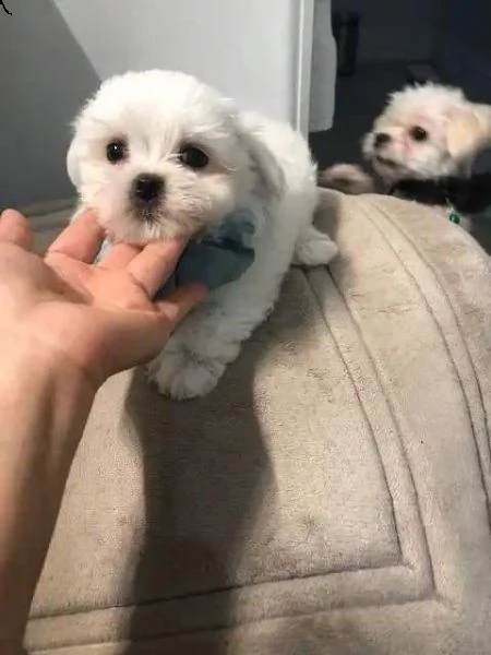 regalo cuccioli maltesi maschi taglia piccola in adozione