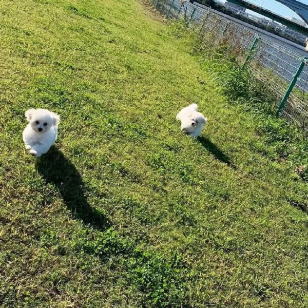 regalo 2 cuccioli maltesi taglia piccola pronti