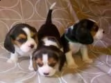 beagle