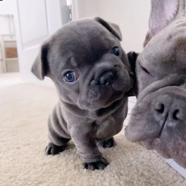 urgente.  urgente.  bellissimi cuccioli disponibili per l'adozione.. | Foto 5