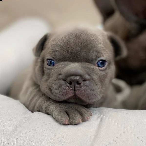 urgente.  urgente.  bellissimi cuccioli disponibili per l'adozione.. | Foto 4