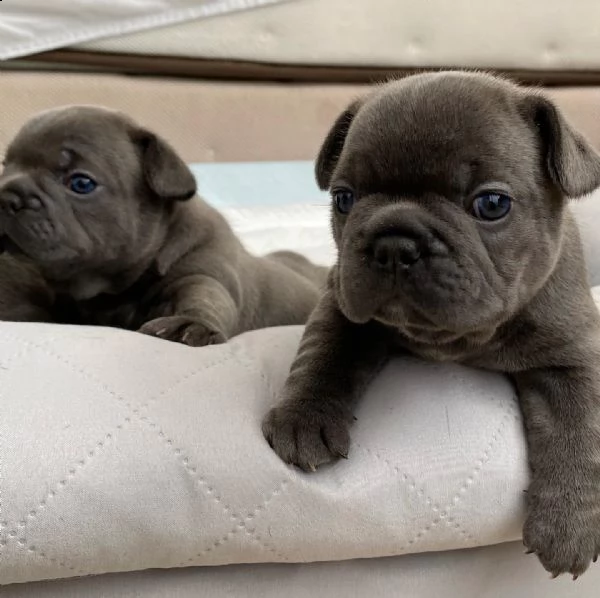 urgente.  urgente.  bellissimi cuccioli disponibili per l'adozione.. | Foto 3