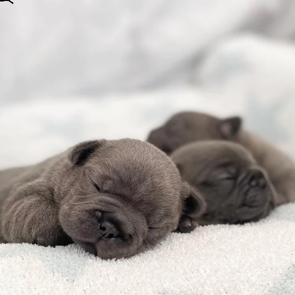 urgente.  urgente.  bellissimi cuccioli disponibili per l'adozione.. | Foto 2