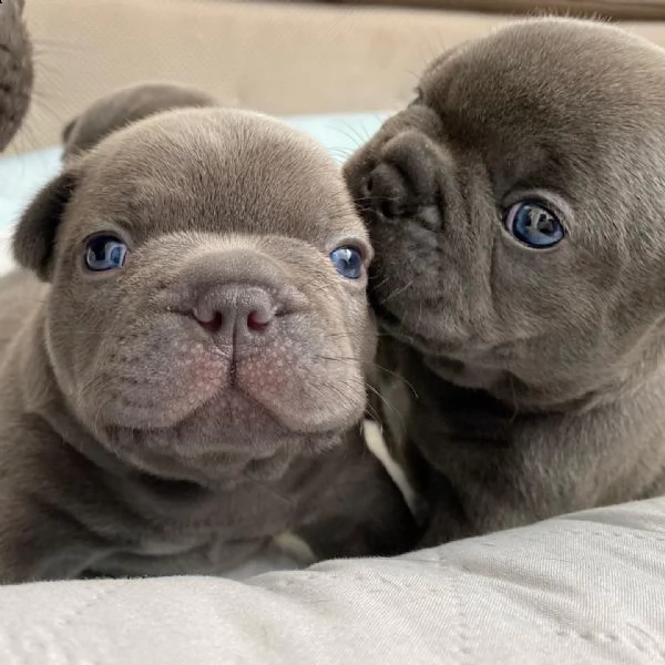 urgente.  urgente.  bellissimi cuccioli disponibili per l'adozione..