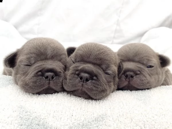 urgente.  urgente.  bellissimi cuccioli disponibili per l'adozione.. | Foto 1