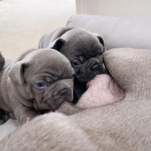 urgente.  urgente.  bellissimi cuccioli disponibili per l'adozione.. | Foto 0