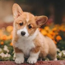  cuccioli di pembroke welsh corgi
