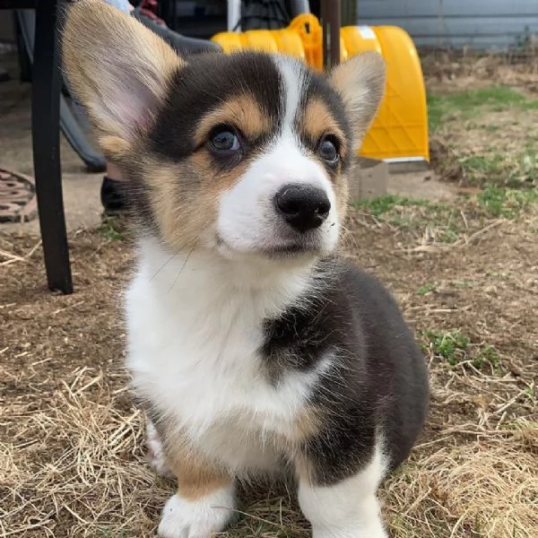 22vcuccioli di pembroke welsh corgi