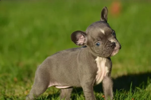 fantastico dolce bouledogue francesi | Foto 4