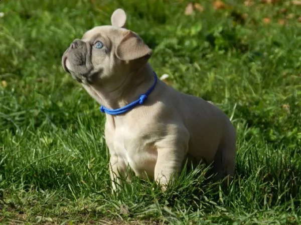 fantastico dolce bouledogue francesi | Foto 3