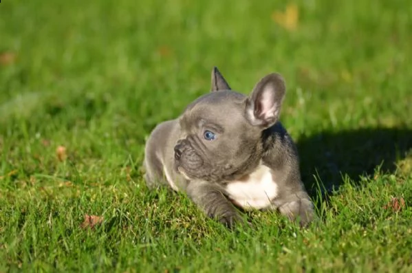 fantastico dolce bouledogue francesi | Foto 2