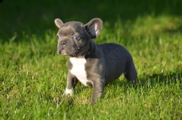 fantastico dolce bouledogue francesi | Foto 1