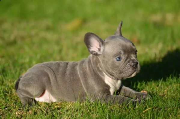 fantastico dolce bouledogue francesi