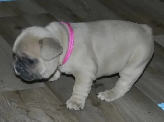 fantastico dolce bouledogue francesi | Foto 0