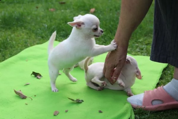 chihuahua toy | Foto 4