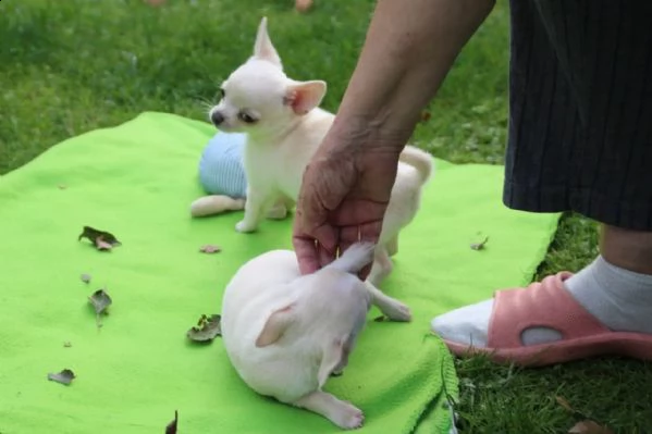chihuahua toy | Foto 3