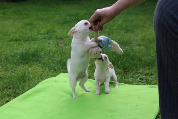 chihuahua toy | Foto 2