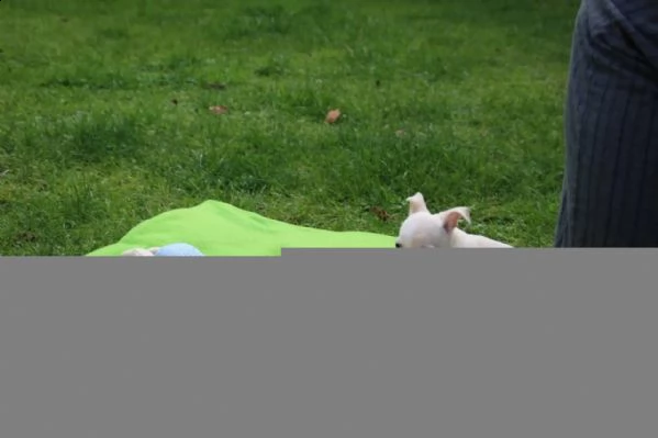 chihuahua toy | Foto 1
