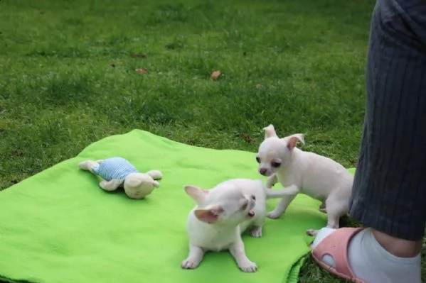 chihuahua toy | Foto 0