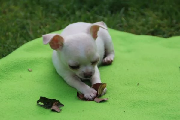 chihuahua toy