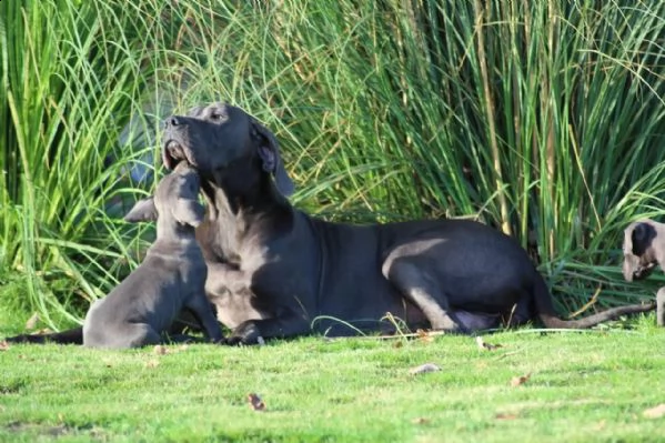 cuccioli di cane corso | Foto 4