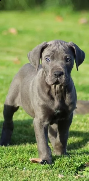 cuccioli di cane corso | Foto 3