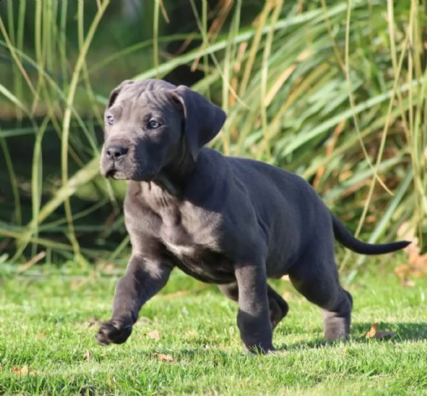 cuccioli di cane corso | Foto 2