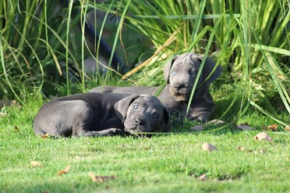 cuccioli di cane corso | Foto 1