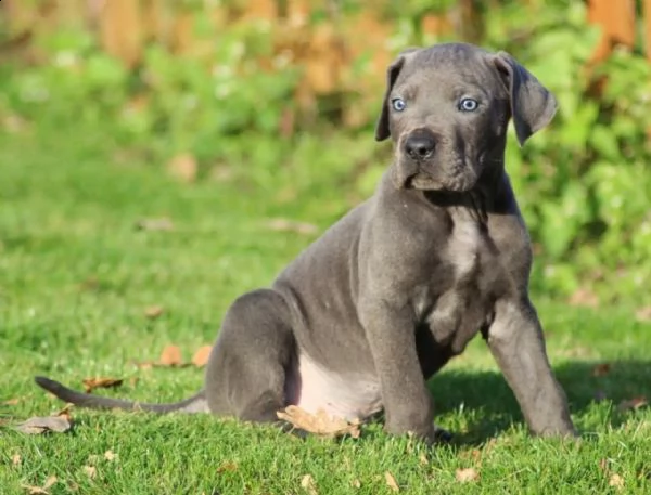 cuccioli di cane corso
