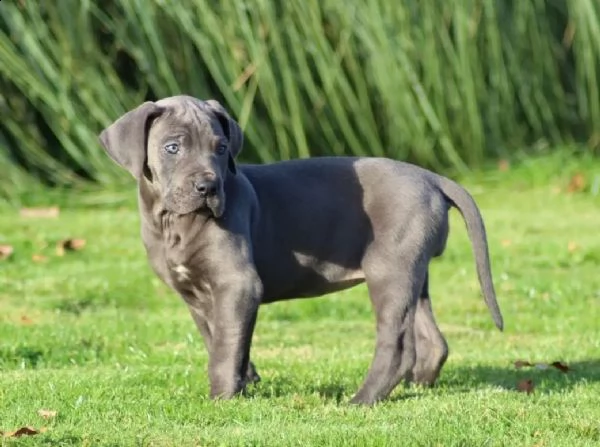 cuccioli di cane corso | Foto 0