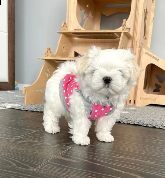 cuccioli di maltese con pedigree enci | Foto 3
