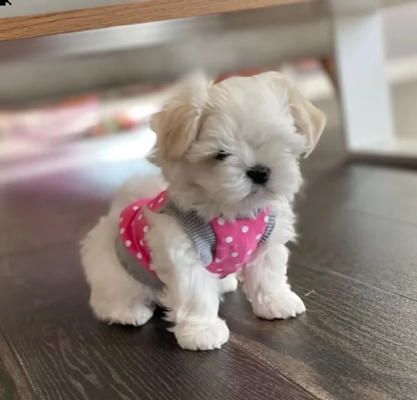 cuccioli di maltese con pedigree enci | Foto 2