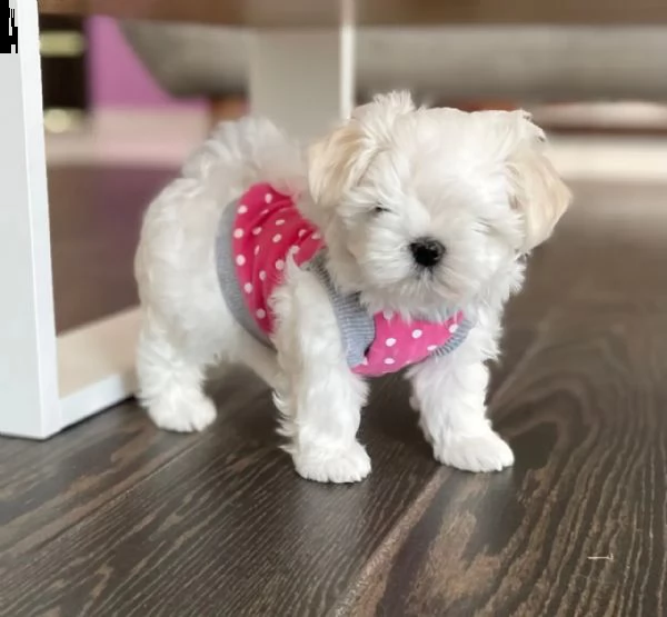 cuccioli di maltese con pedigree enci