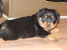 cuccioli di rottweiler giocosi