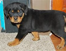 2cuccioli di rottweiler giocosi