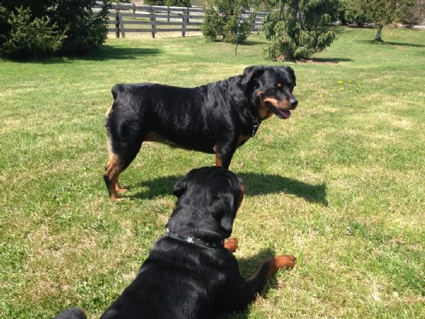 cuccioli di rottweiler giocosi 34