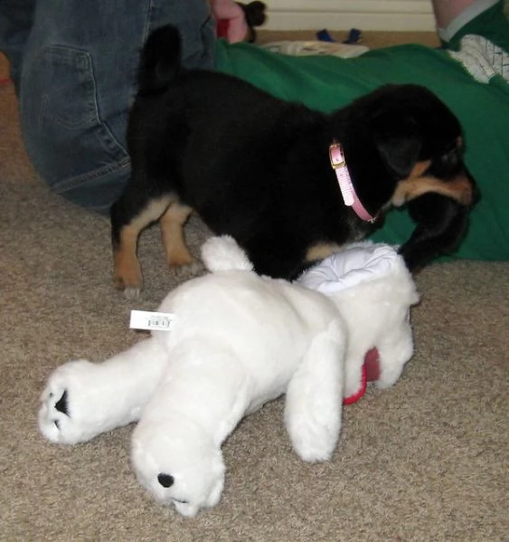 cuccioli di rottweiler giocherelloni