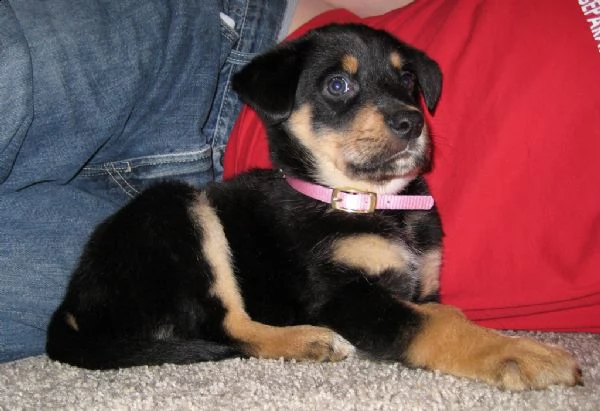 ##cuccioli di rottweiler giocosi  #