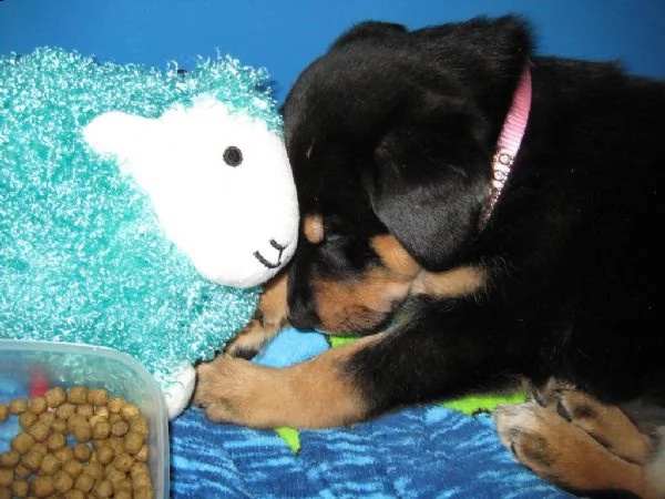 +++cuccioli di rottweiler giocosi