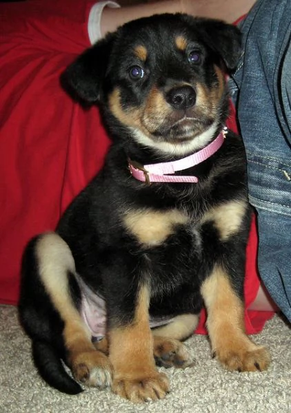 65cuccioli di rottweiler giocosi