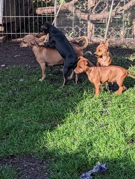 bellissimi cuccioli di pinscher nano | Foto 4