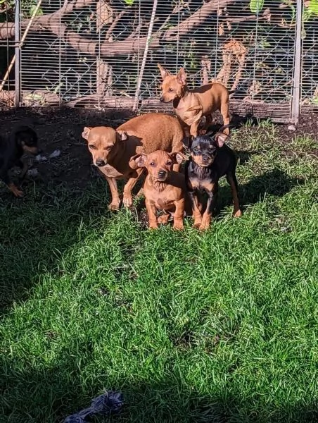 bellissimi cuccioli di pinscher nano | Foto 3