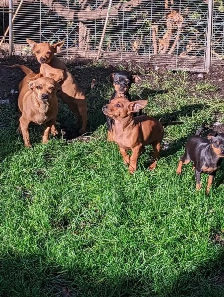 bellissimi cuccioli di pinscher nano | Foto 2