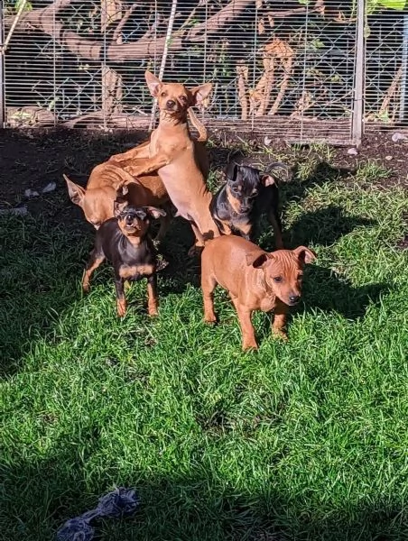 bellissimi cuccioli di pinscher nano | Foto 1
