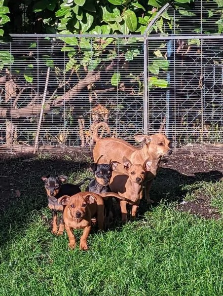 bellissimi cuccioli di pinscher nano | Foto 0