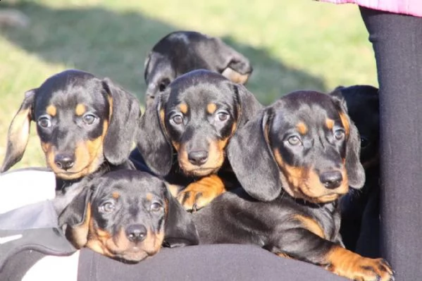 bassotto cuccioli   maschi e 2 femmine | Foto 2